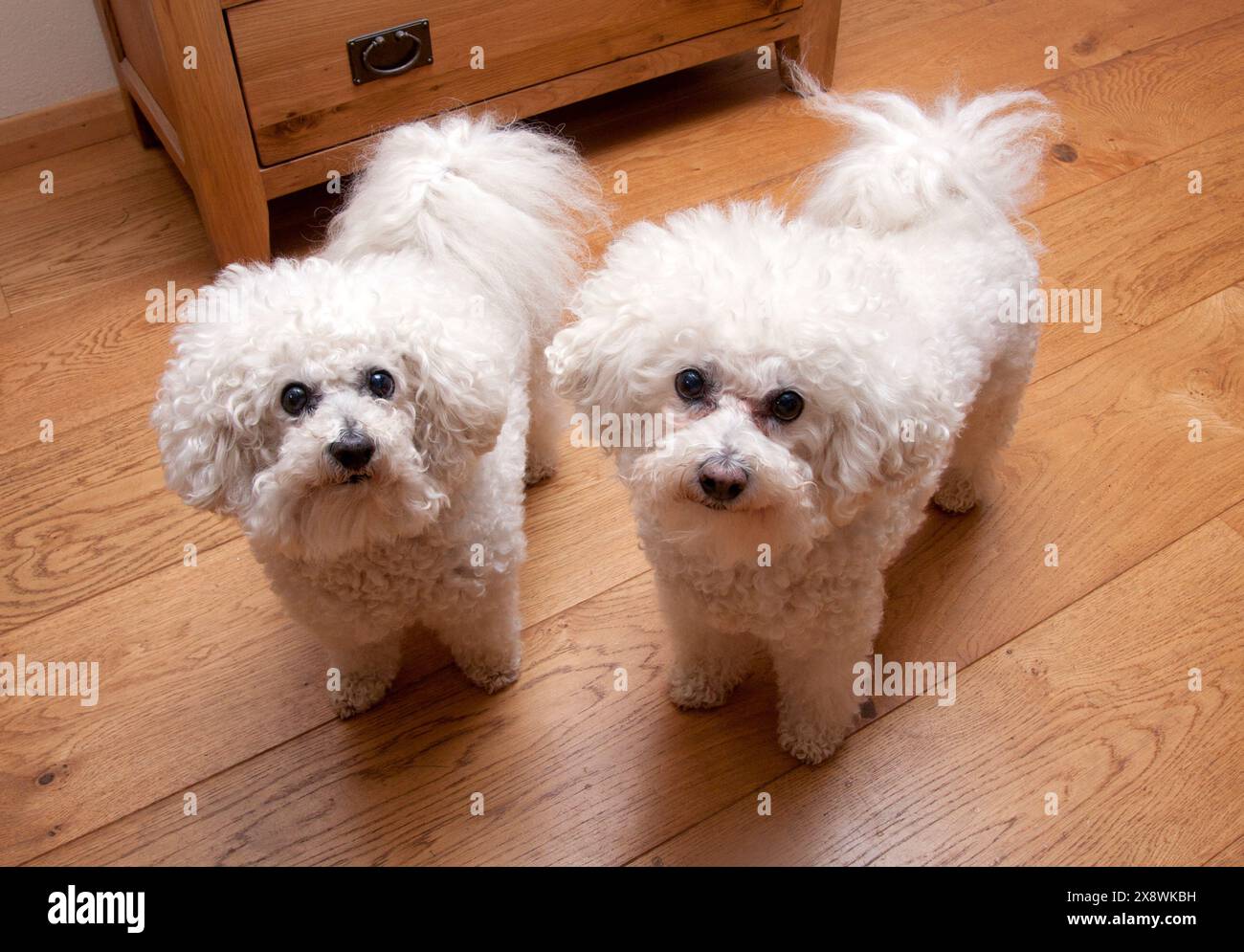 un paio di cani da fabbro bichon Foto Stock