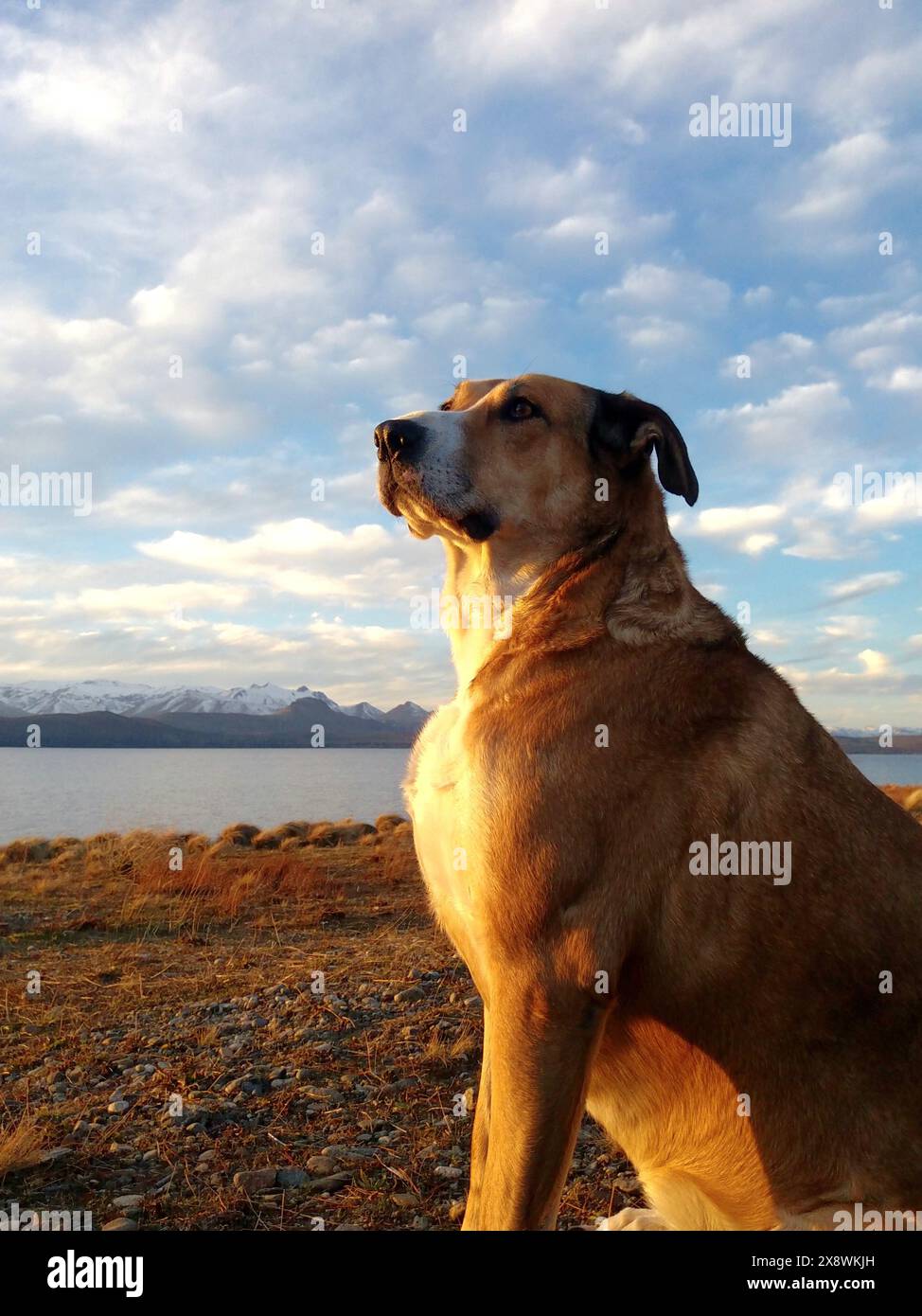 Maestoso cane che guarda in lontananza con lo sfondo di montagne tranquille e un bellissimo cielo al tramonto Foto Stock