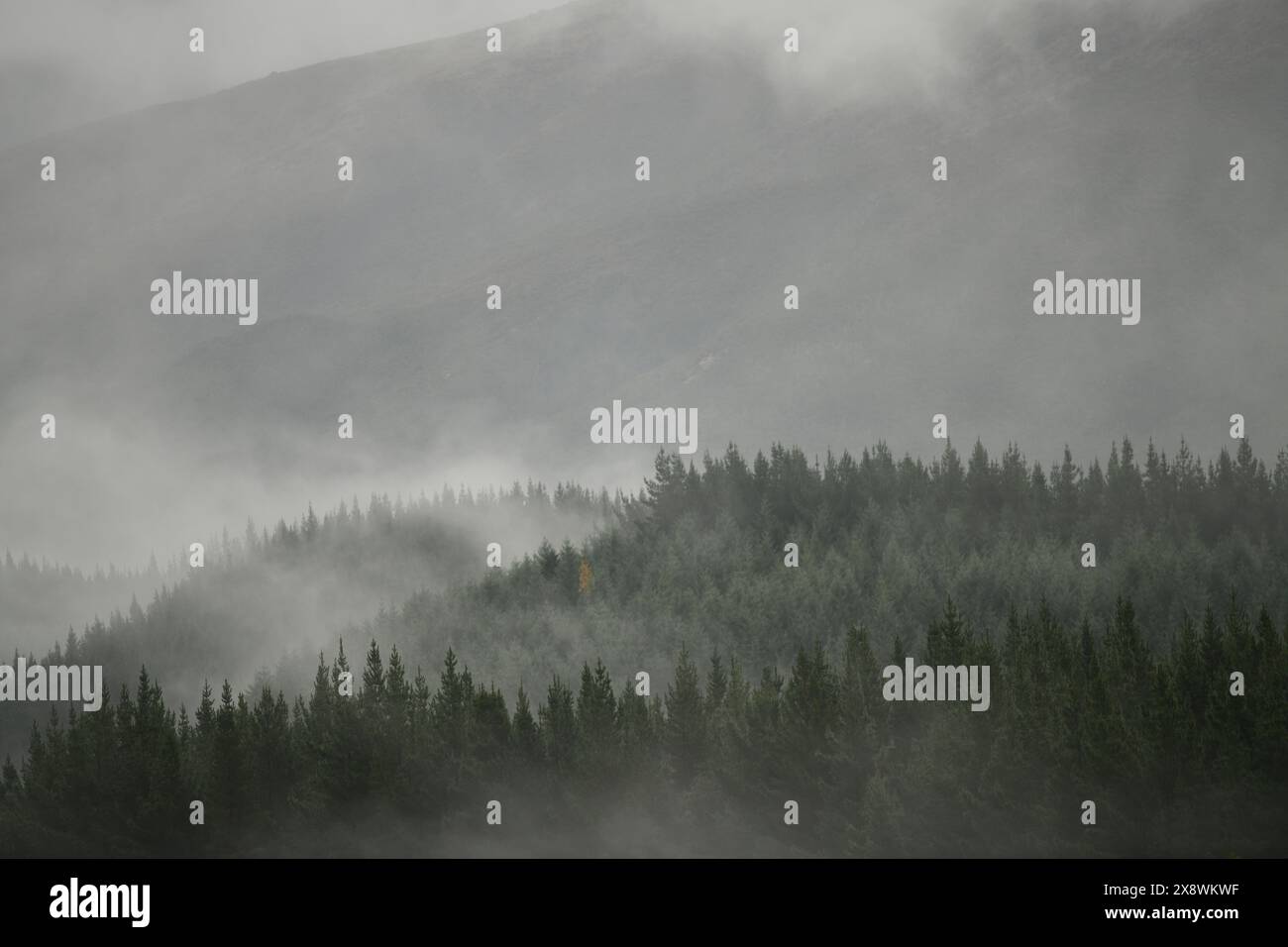 La nebbia si avvolge in una piantagione di pini vicino a St Arnaud in nuova Zelanda Foto Stock