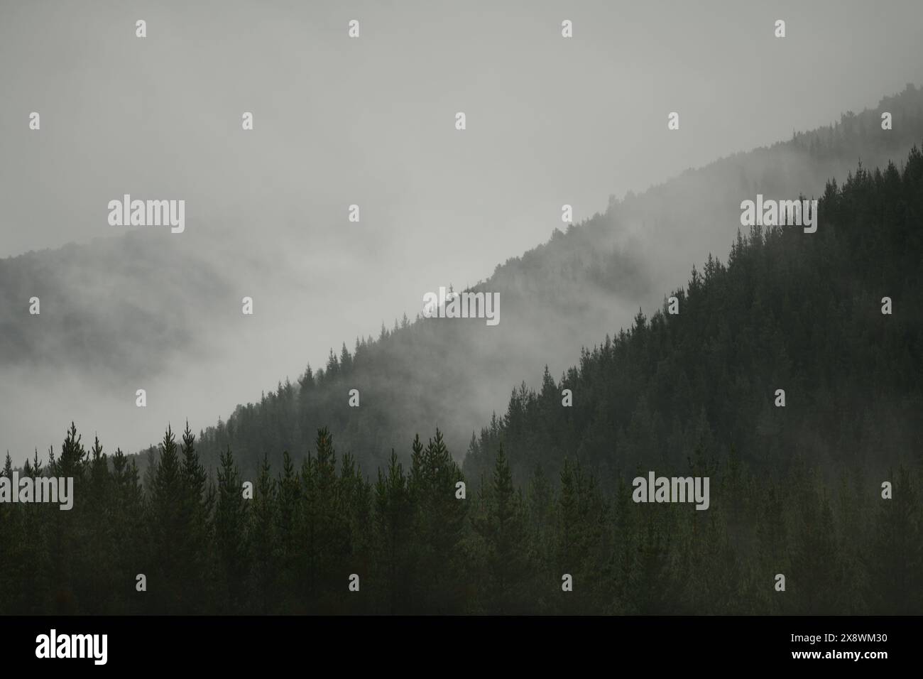 La nebbia si avvolge in una piantagione di pini vicino a St Arnaud in nuova Zelanda Foto Stock