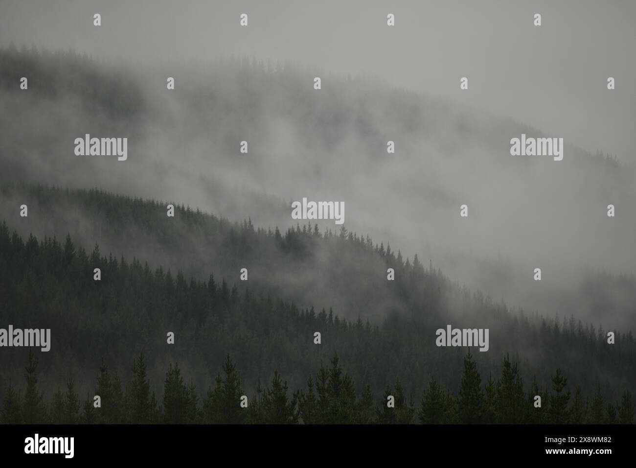 La nebbia si avvolge in una piantagione di pini vicino a St Arnaud in nuova Zelanda Foto Stock