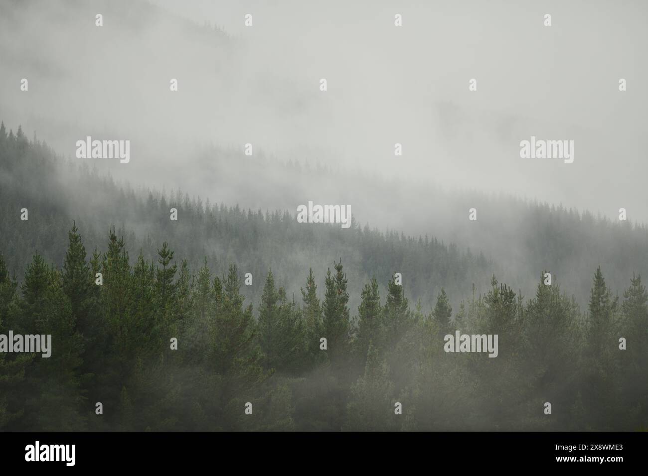 La nebbia si avvolge in una piantagione di pini vicino a St Arnaud in nuova Zelanda Foto Stock