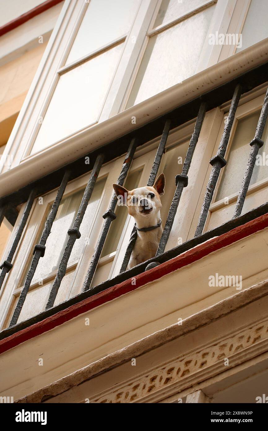 Un piccolo cane intrappolato dietro le sbarre guarda in basso sulla strada sottostante dal balcone di un appartamento al piano superiore Foto Stock