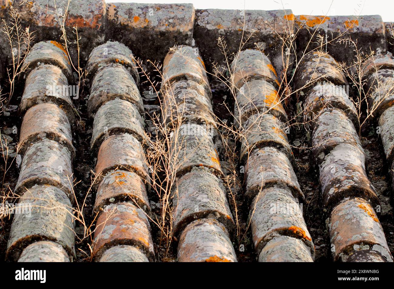 Muschio, lichene d'arancia e erba secca si riuniscono su vecchie tegole mediterranee Foto Stock