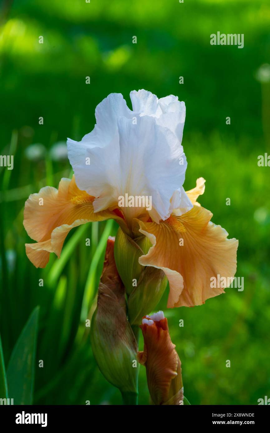 Champagne eleganza Iris fiore primaverile. Foto Stock