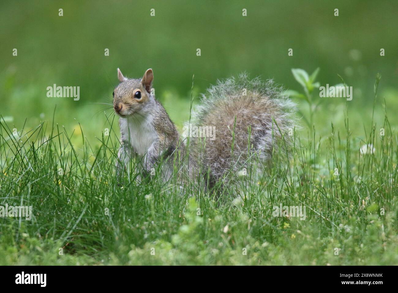 Lo scoiattolo grigio orientale Sciurus carolinensis si forgia in un prato sul retro in estate Foto Stock