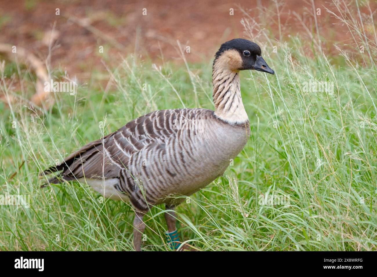 nene, oca hawaiana, Branta sandvicensis, uccello di stato delle Hawaii, endemico delle Hawaii, Kilauea Point National Wildlife Refuge, Kilauea Point, Kauai, Hawaii, Foto Stock