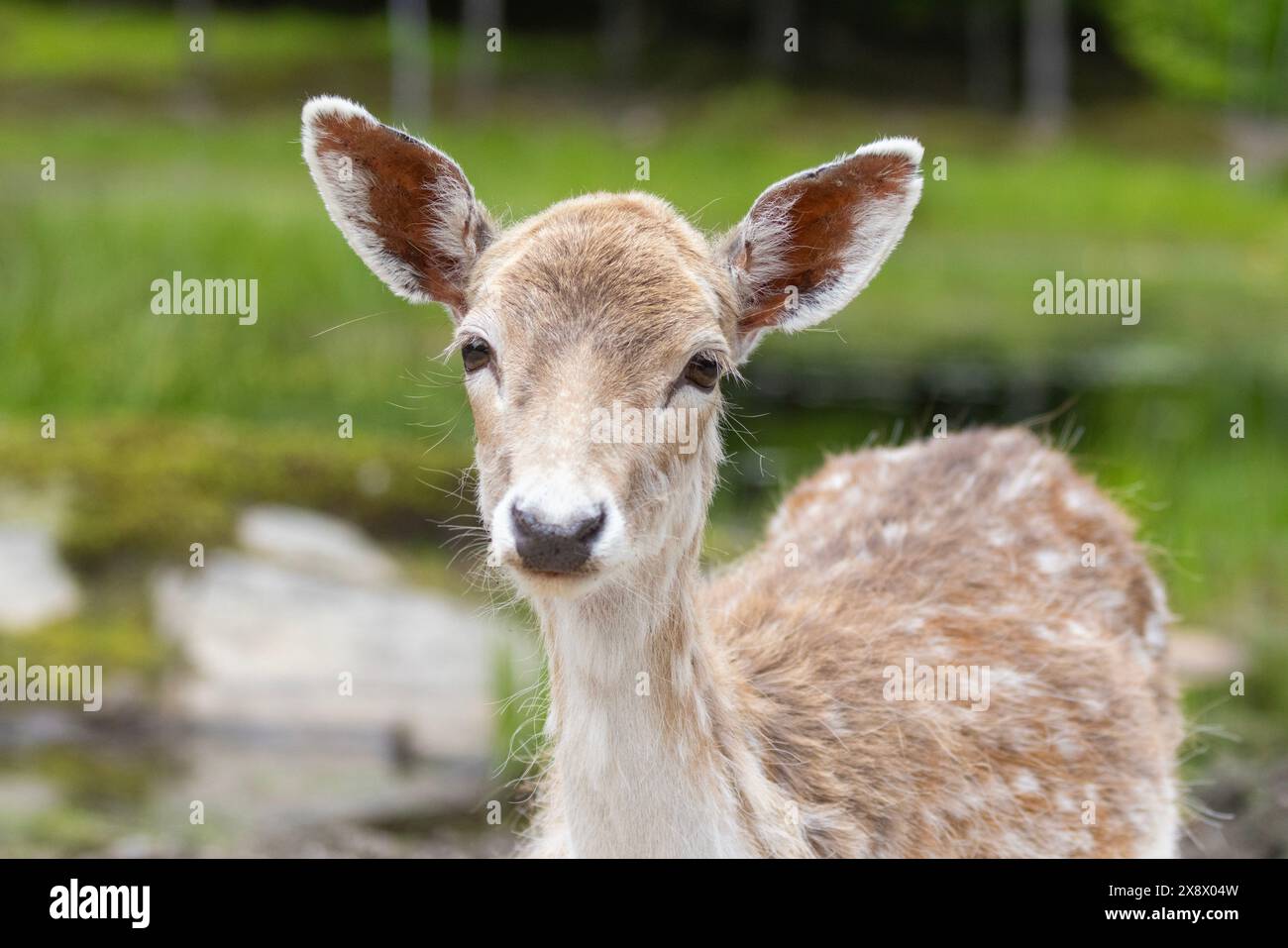 Cervo europeo a riposo (Dama dama) Foto Stock
