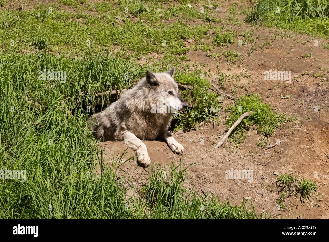Lupo nordoccidentale femminile (Canis lupus occidentalis), noto anche come lupo della valle di Mackenzie, lupo di legno dell'Alaska o lupo canadese Foto Stock