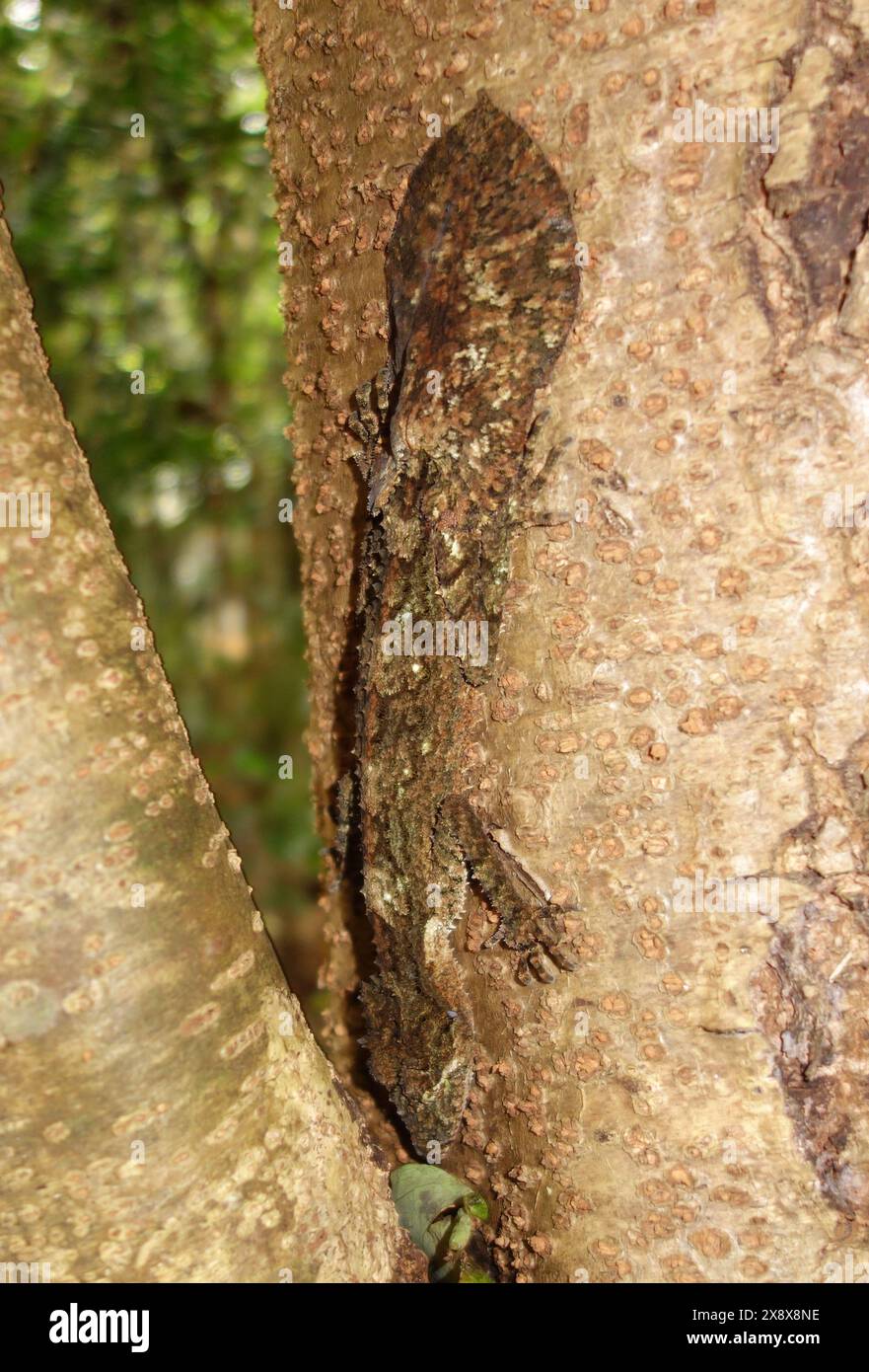 Geco dalla coda delle foglie del Nord (Saltuarius cornutus) nella tipica postura diurna testa a testa in giù sul tronco dell'albero, Peterson Creek Rainforest Revegetation Project, Y Foto Stock