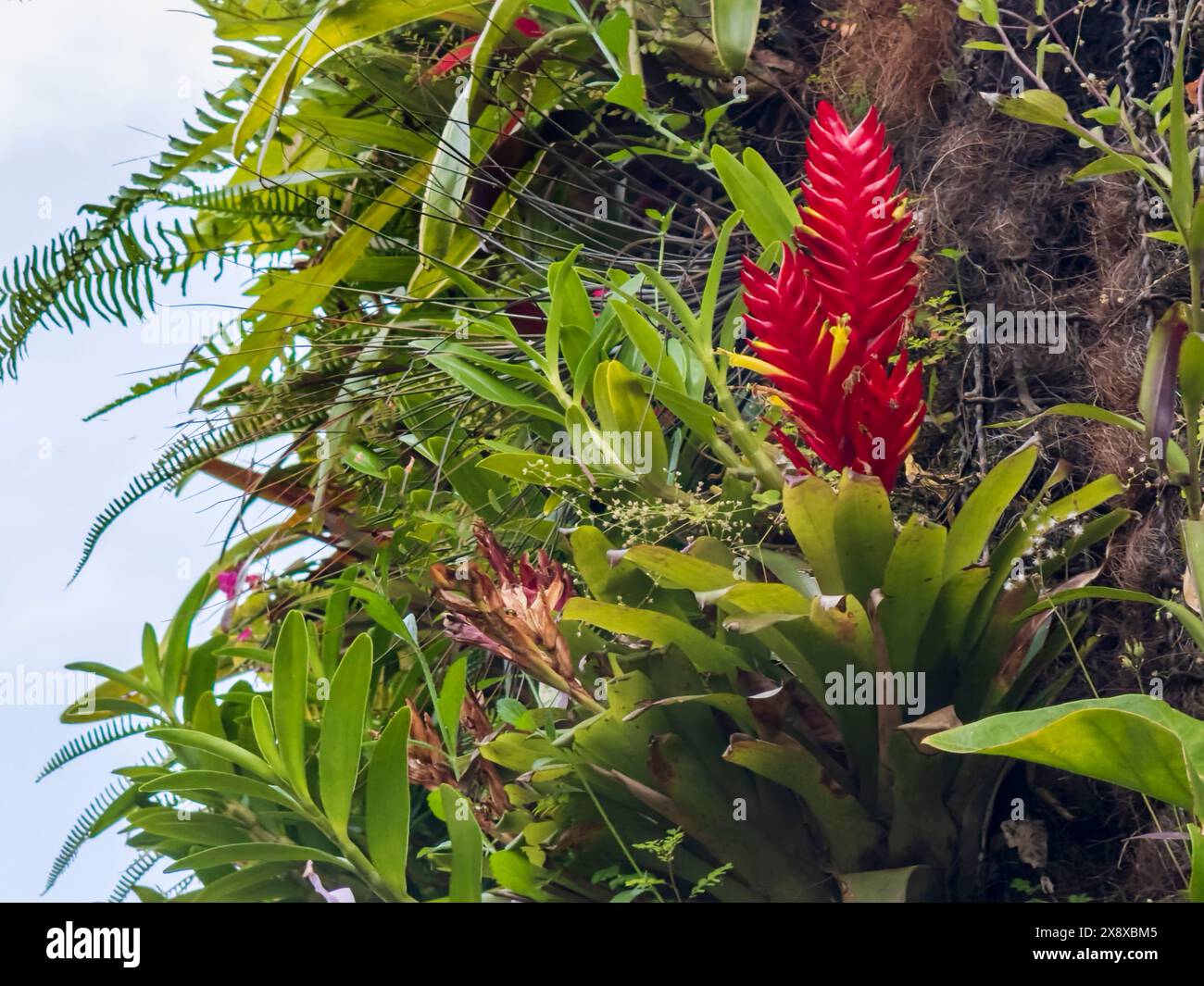 Bromeliadi e altre piante su un giardino murale nei Giardini Botanici di Medellin, Colombia Foto Stock