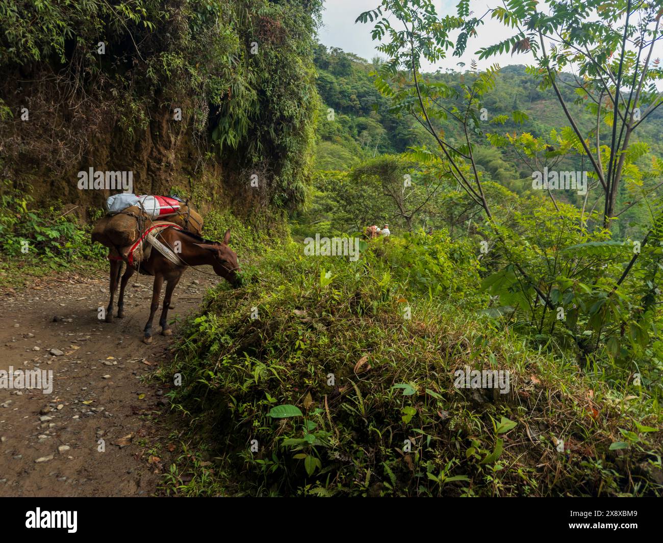 Un cavallo porta il nostro equipaggiamento da rafting al Rio Verde in una parte remota della foresta pluviale colombiana non lontano da Medellin, Colombia Foto Stock