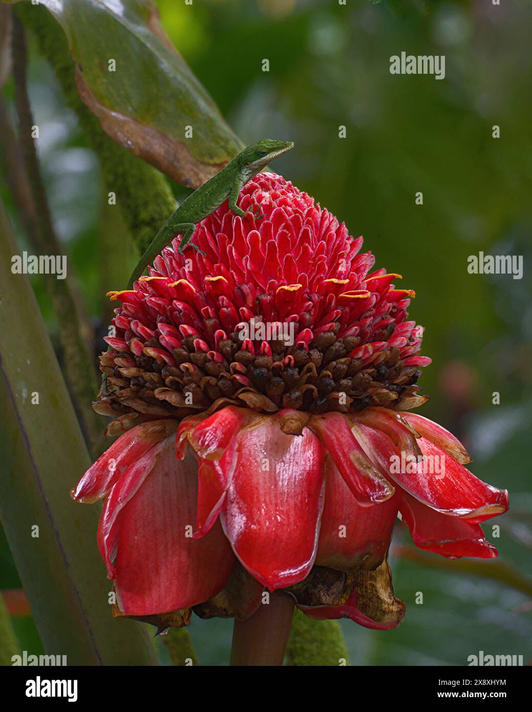 Una lucertola verde su un fiore rosso. Foto Stock