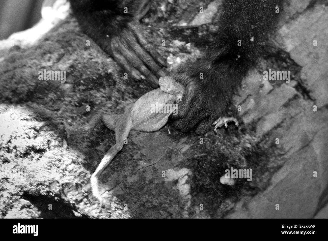 Un esemplare giovanile di Macaca nigra Sulawesi possiede una specie non identificata di rana nella foresta di Tangkoko, Indonesia. Foto Stock