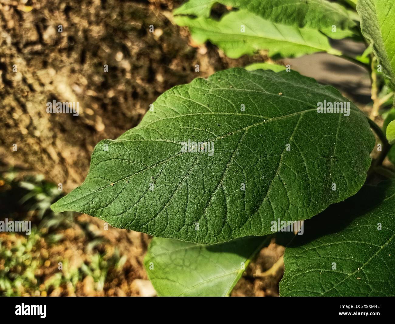 Primo piano della struttura a foglia verde con sfondo sfocato di foglie e tronco di albero Foto Stock