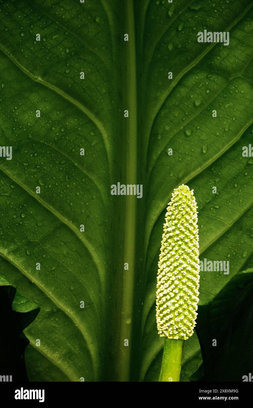 Spadix (fiore) e spathe (foglia) di cavolo Skunk occidentale, Darrington, Washington Cascades, Snohomish County, Washington State, STATI UNITI Foto Stock