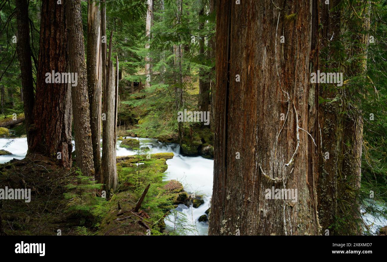 North Fork Sauk River che attraversa la foresta di Douglas Fir e Western Red Ceder, Glacier Peak Wilderness, Darrington, Washington Cascades Foto Stock