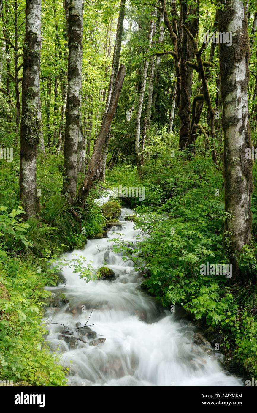 Skull Creek che attraversa la foresta, Mount Baker-Snoqualmie National Forest, Darrington, Washington Cascades, Snohomish County, Washington State, STATI UNITI Foto Stock