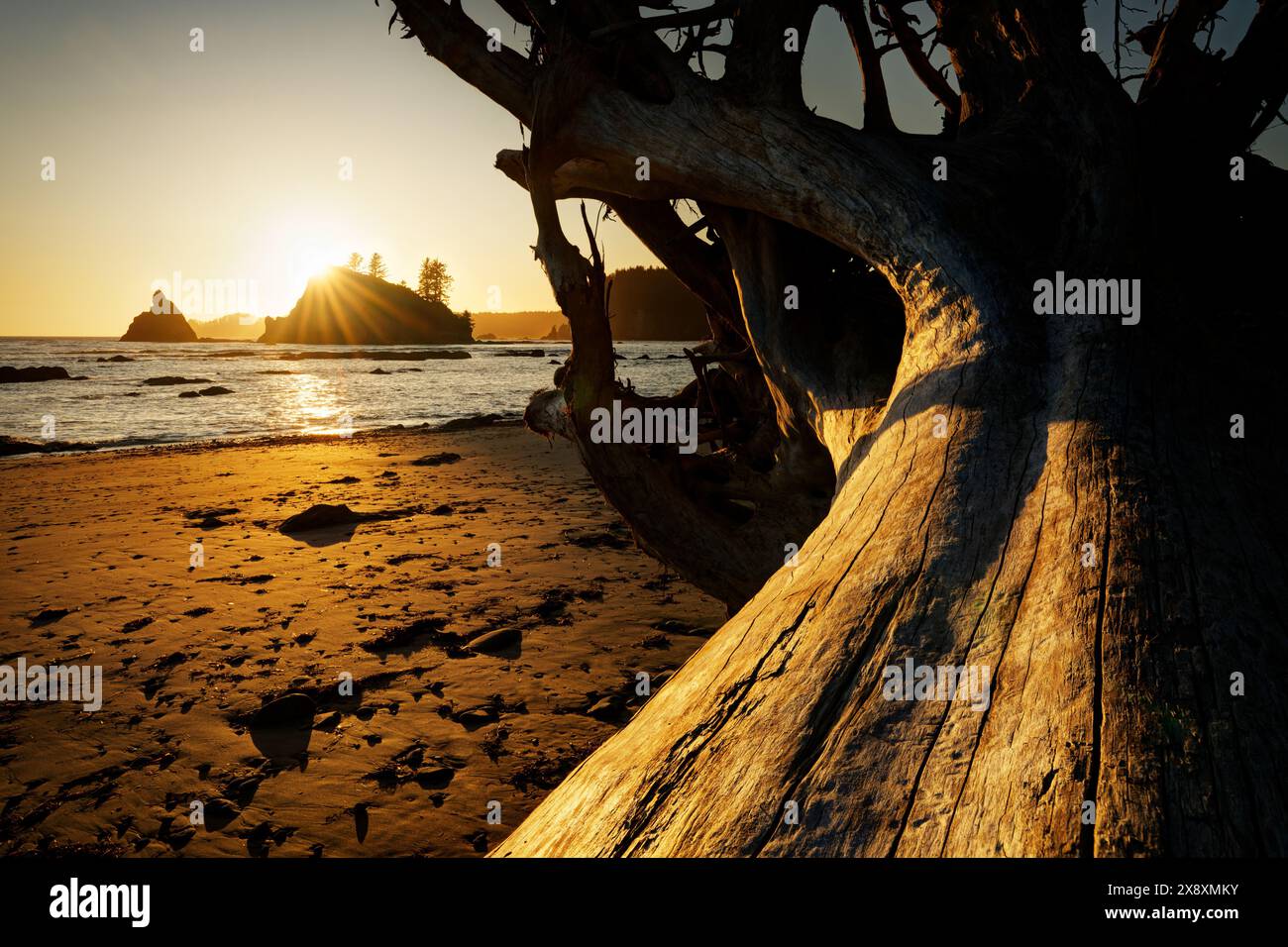 Fondali marini incorniciati da un grande albero di mare lungo Scotts Beach al tramonto, South Coast Beach Trail, Olympic National Park, Washington State, Stati Uniti Foto Stock
