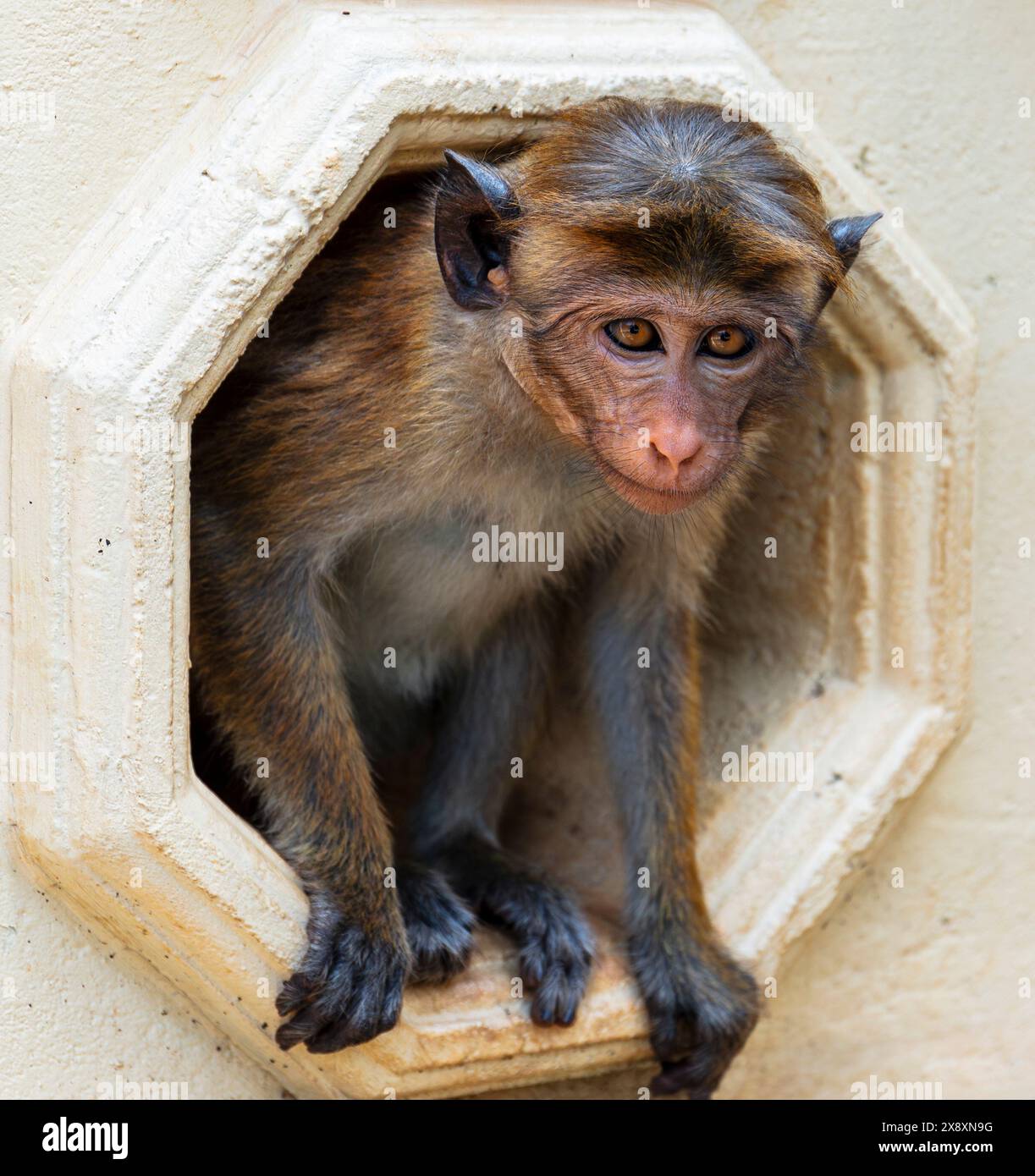 Toque Macaque Monkey, Sri Lanka. Foto Stock