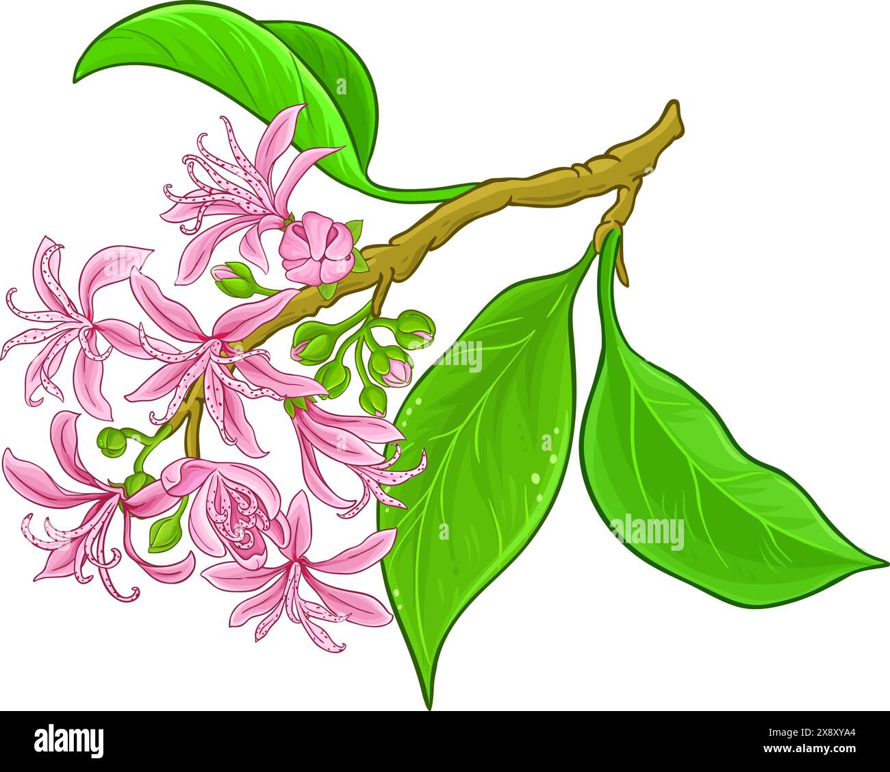 Illustrazione dettagliata colorata del ramo Calodendrum. Illustrazione Vettoriale