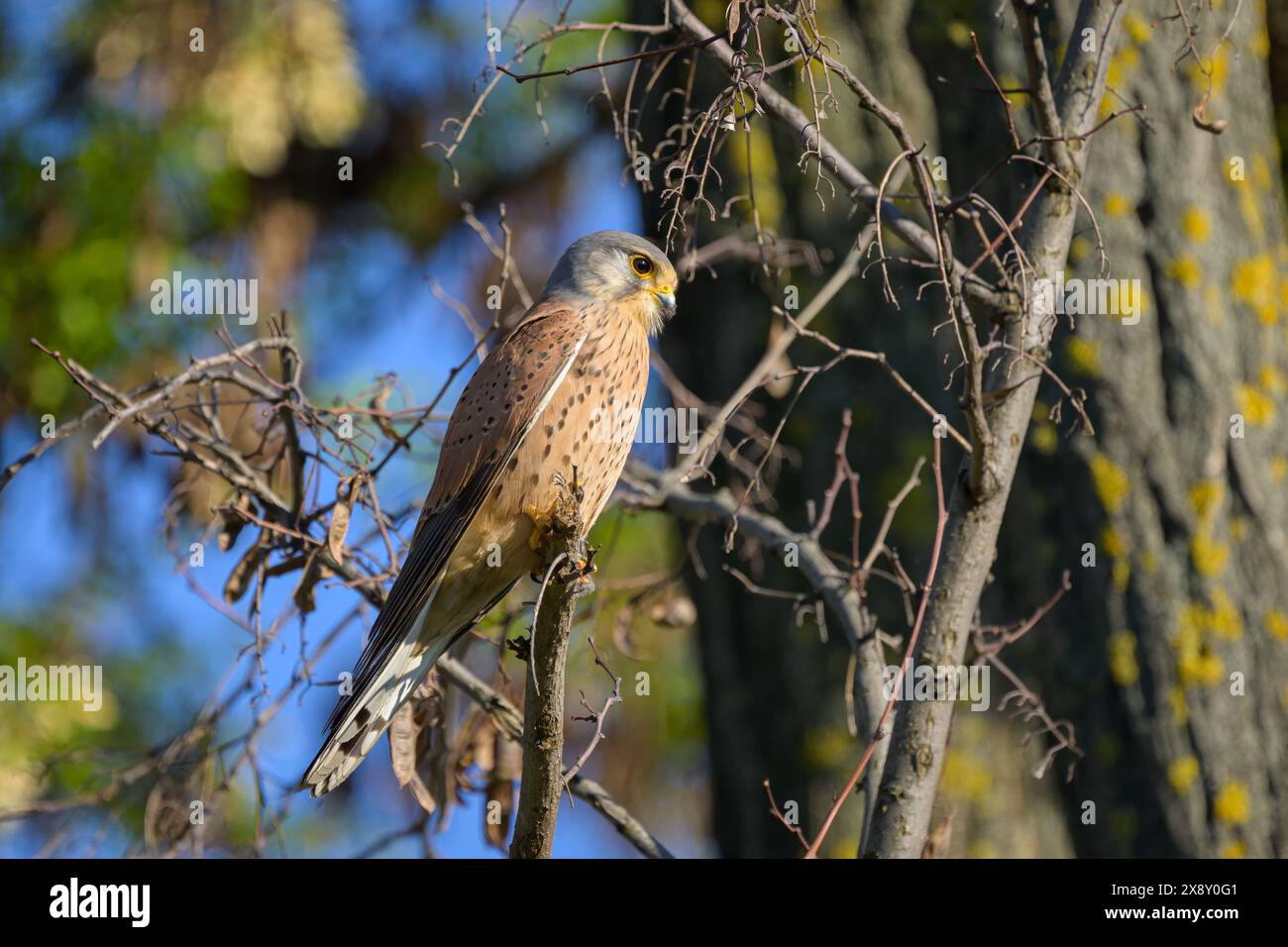 Un gheppio comune (Falco tinnunculus) seduto su un piccolo ramo, la sera di sole in primavera, Vienna (Austria) Foto Stock