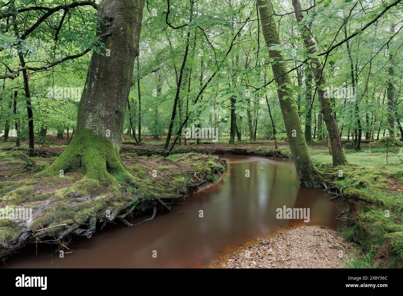 New Forest River a Springtime Foto Stock