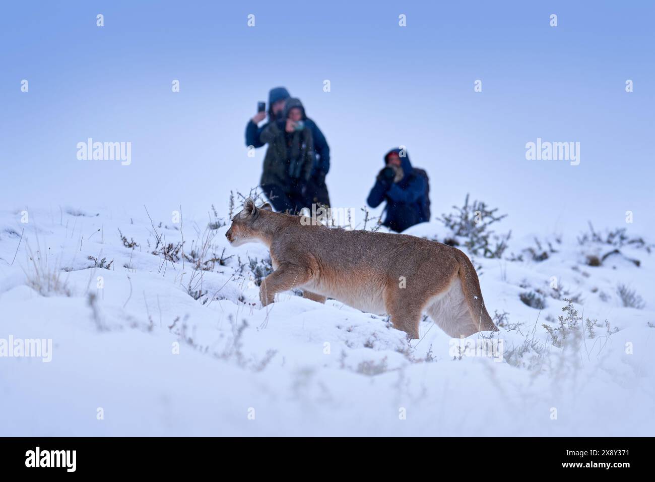 Fotografi con camara e il gatto selvatico puma. Due persone sulla neve a Torres del Paine, Cile. Viaggia con la fotocamera a Panagonina. Pericolo per le persone Foto Stock