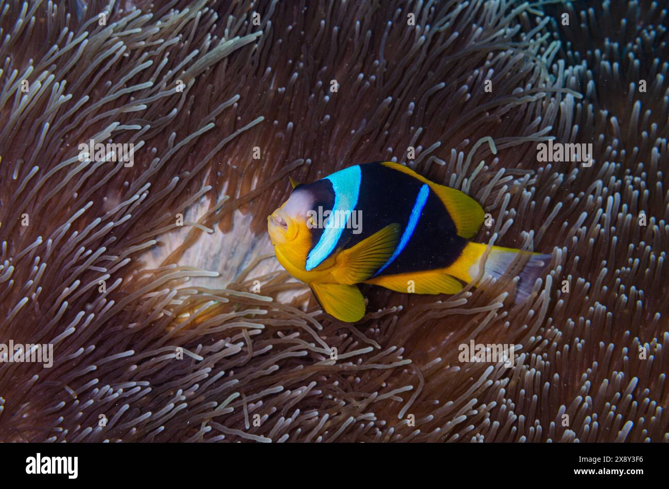 Clarks Anemonefish Amphiprion clarkii nella magnifica Anemone, Heteractis magnifica, Parco Nazionale Marino e riserva di Watamu, Kenya, Africa Foto Stock