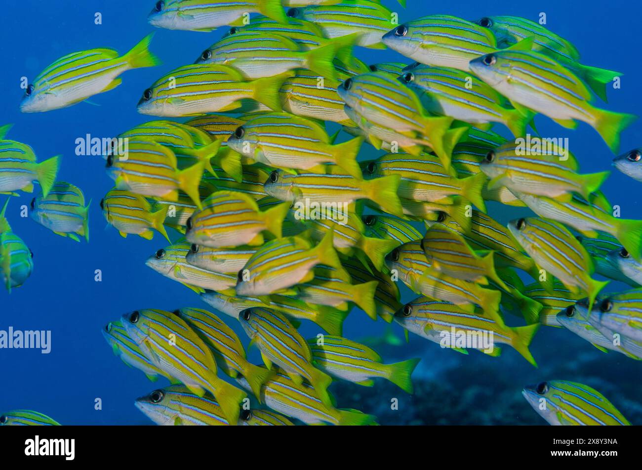 Bluline snapper, Lutjanus kasmira, Lutjanisae, Watamu Marine National Park & Reserve, Kenya, Africa Foto Stock