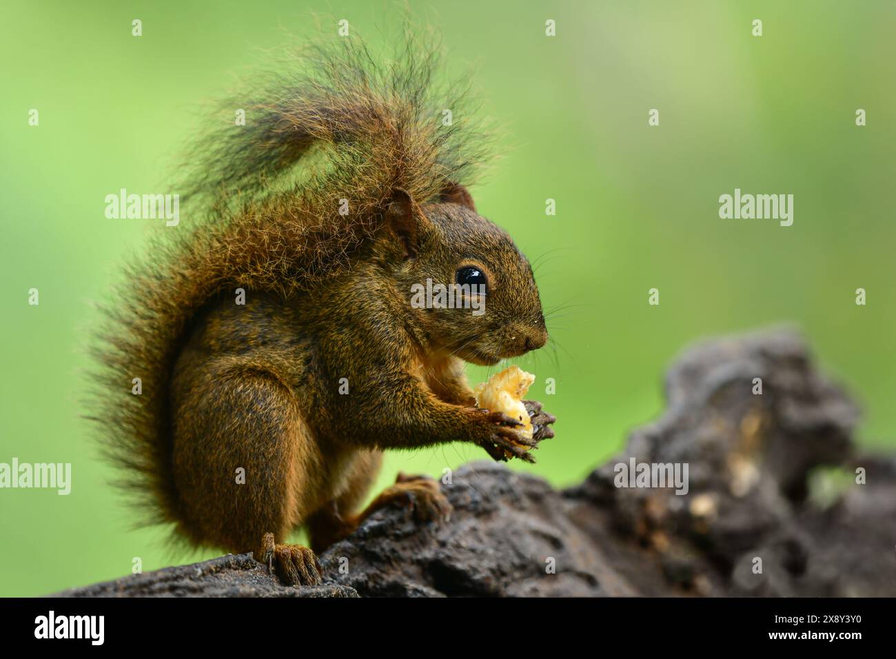 Vista ravvicinata dello scoiattolo brasiliano (Sciurus aestuans) che mangia frutta. Foresta atlantica, Brasile Foto Stock