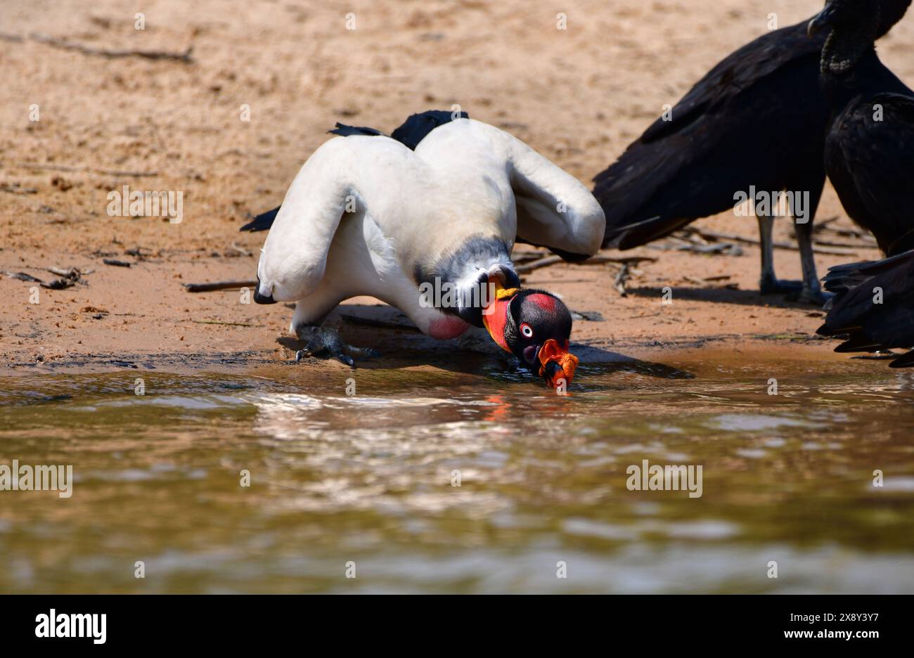 Re Vulture (Sarcoramphus papa) bevendo acqua in un fiume. Pantanal, Brasile Foto Stock