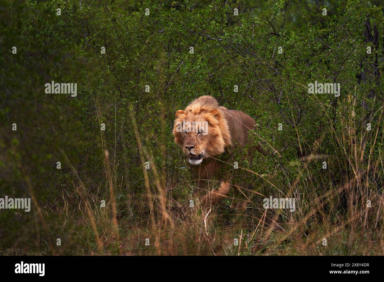 Leone nascosto nella vegetazione verde. Leone africano della foresta nell'habitat naturale, alberi verdi, delta dell'Okavango, Botswana in Africa. Foto Stock