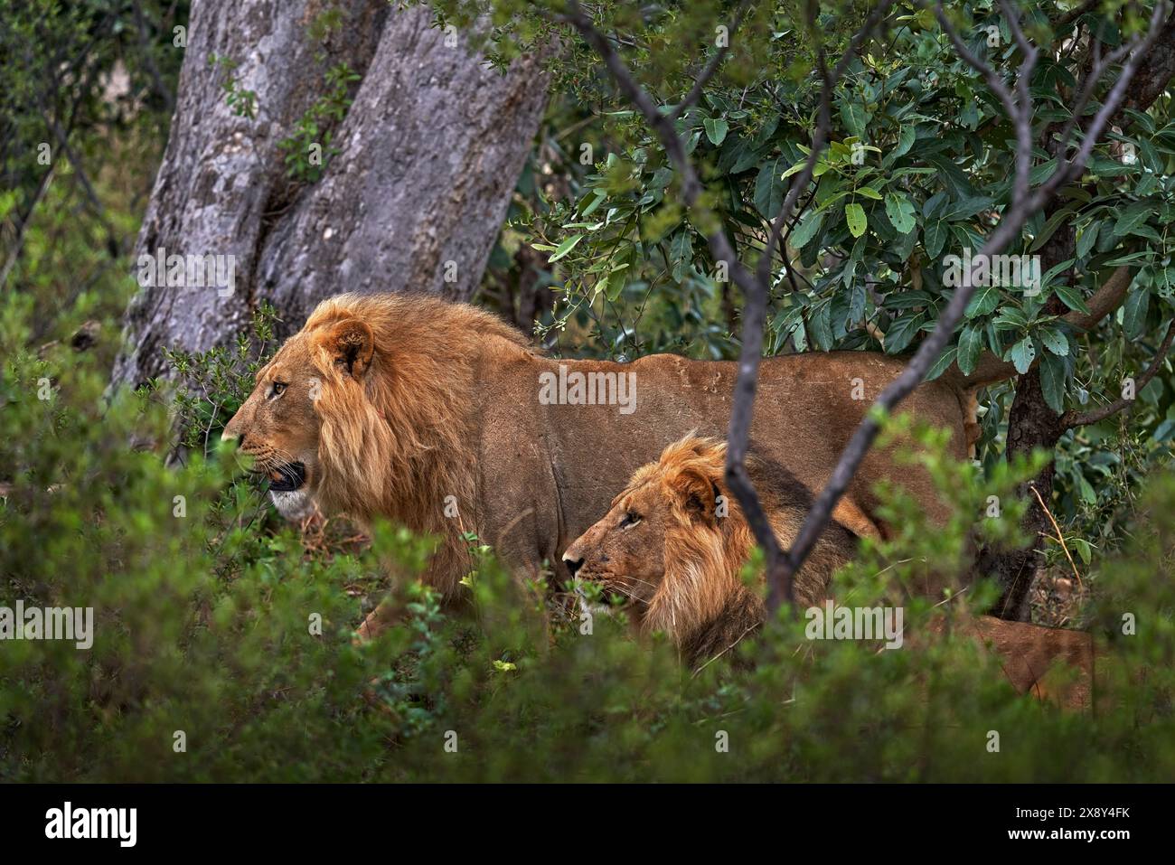 Leone africano della foresta nell'habitat naturale, alberi verdi, delta dell'Okavango, Botswana in Africa. Due leoni in una vegetazione verde. Foto Stock