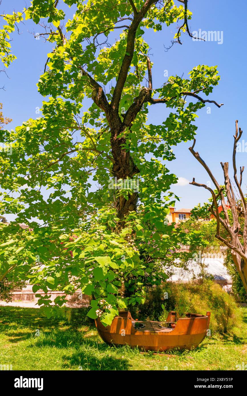 Catalpa bignonoides originaria degli Stati Uniti d'America sud-orientali nell'Orto Botanico di Roma, situato alle pendici del Gianicolo, nell'antico parco di Villa Corsini, un tempo residenza di Cristina di Svezia. La struttura dipende dal Dipartimento di Biologia ambientale dell'Università di Roma "la Sapienza" - Roma, Italia Foto Stock