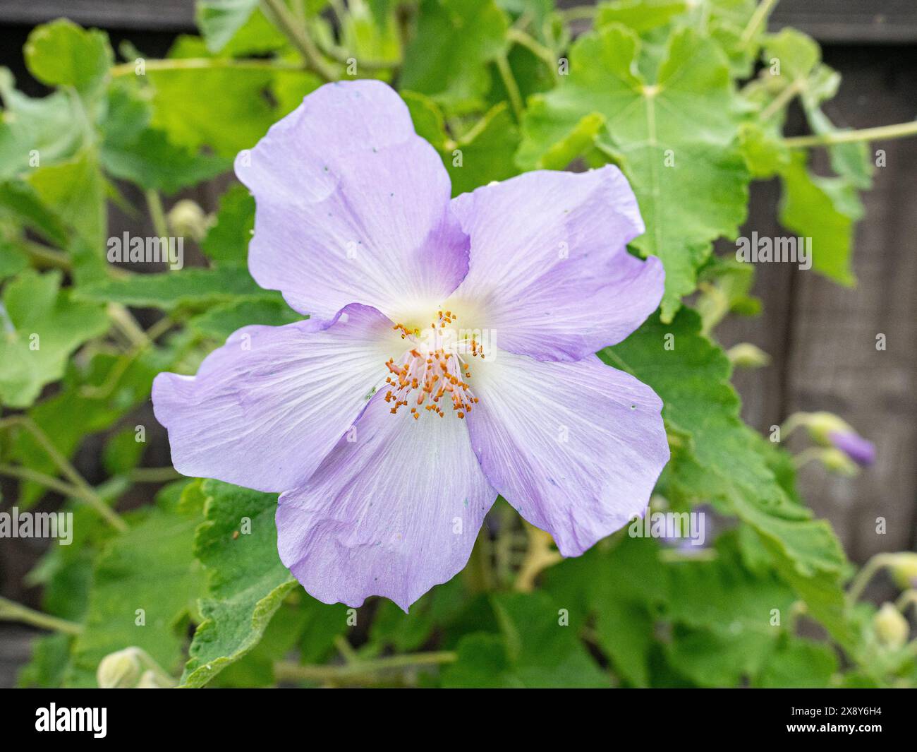 Primo piano di un singolo fiore dell'Abutilon vitifolium blu pallido Foto Stock