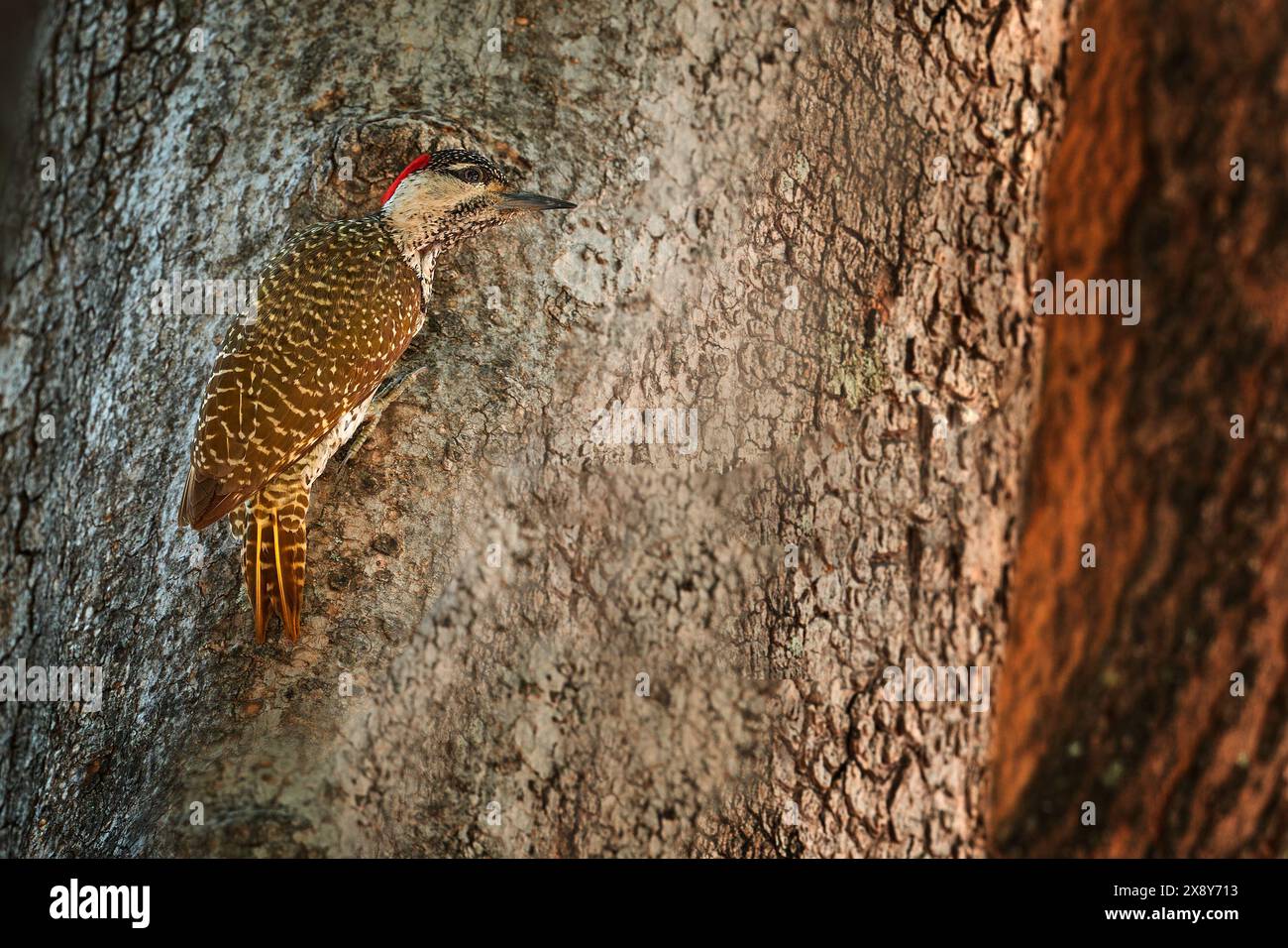 Picchio dalla coda dorata, Campethera abingoni, sul tronco dell'albero, habitat naturale. Fauna selvatica dal Botswana. Uccello nella foresta. Uccello rosso vicino al nido. Foto Stock