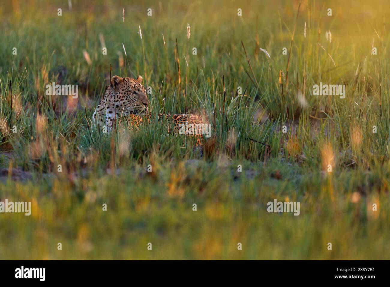 Delta dell'Okavango. Flora e fauna selvatiche del Botswana. Leopardo tramonto sull'erba dorata, Botswana, Africa. Grande gatto maculato nella natura selvaggia. Sole mattutino in natura. Sole Foto Stock