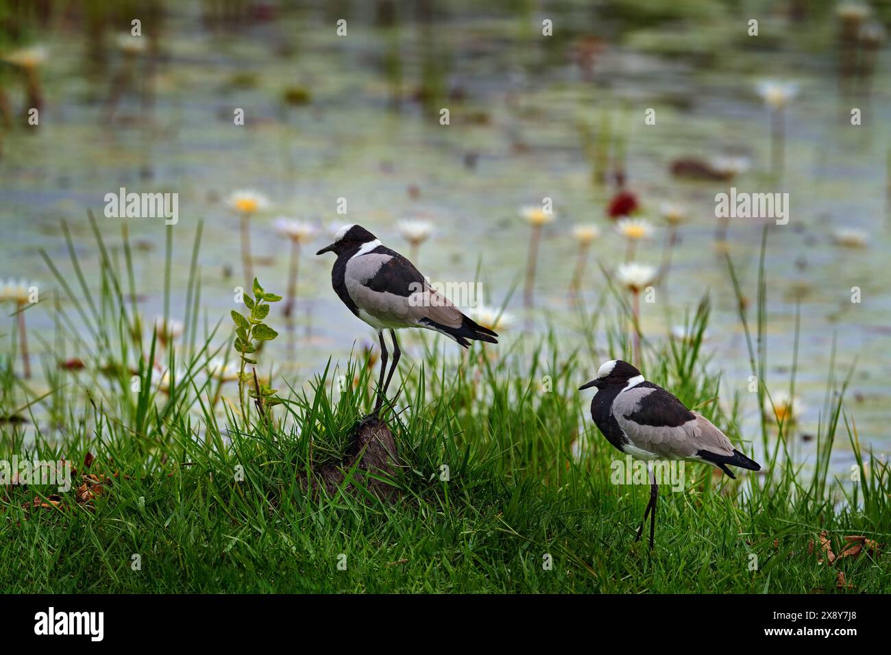 Fabbro o fabbro plover, Vanellus armatus, uccello in erba verde, con fiore in acqua, Moremi, delta dell'Okavango, Botswana. Natura selvaggia Foto Stock