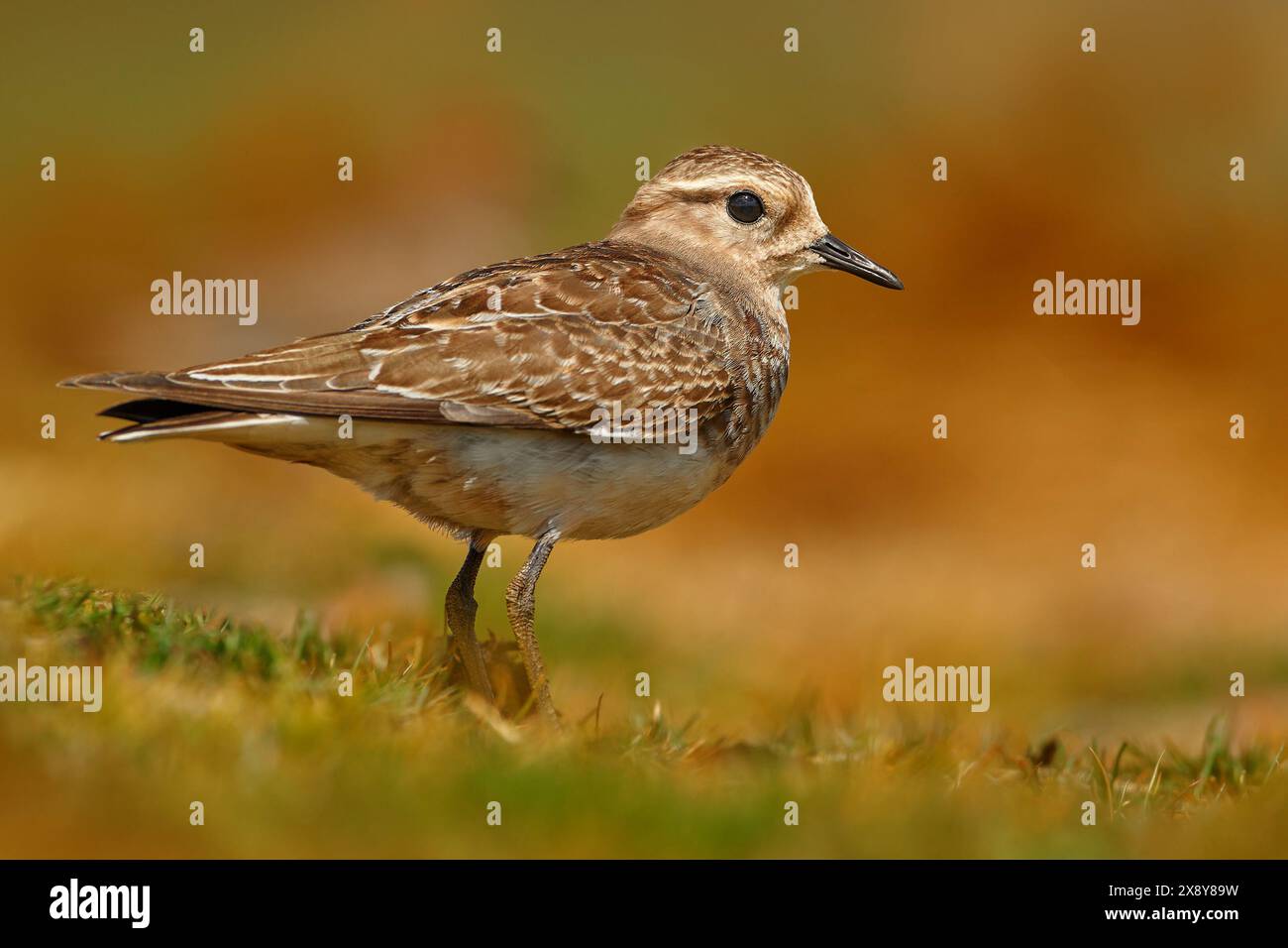 plover castigato da rufante, Charadrius modestus, piccolo uccello grigio nell'erba. Uccelli in natura, fauna selvatica. Plover nell'habitat della sera d'oro, volontario P. Foto Stock