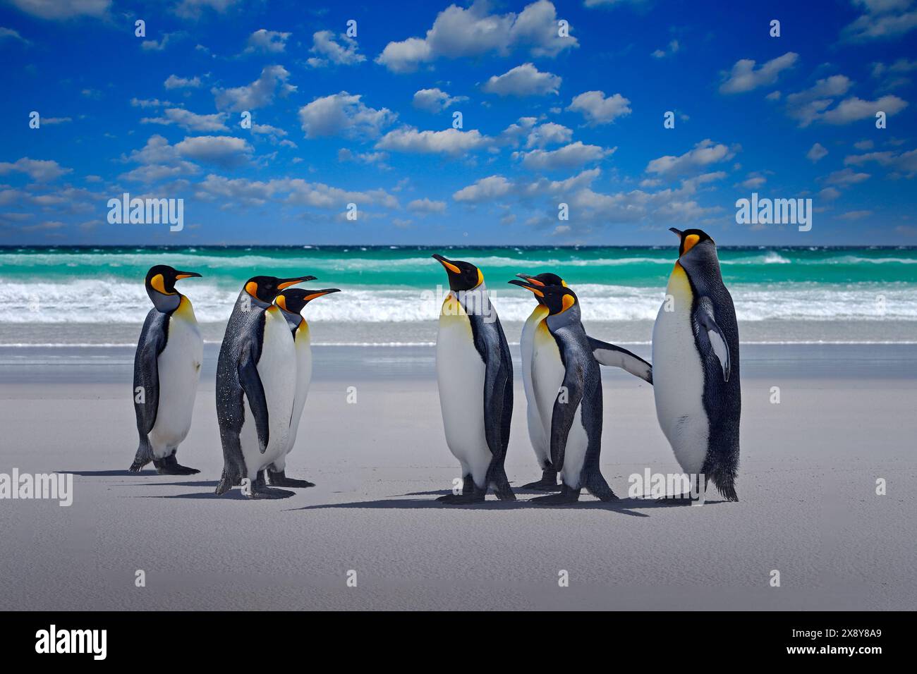 Colonia di pinguini, fauna selvatica dell'Antartide. Gruppo di pinguini reali che tornano dal mare alla spiaggia con onde e cielo blu sullo sfondo, Georgia del Sud, Antarct Foto Stock