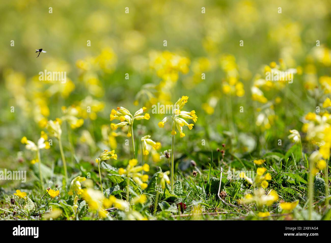 Primula veris, la carovana, la carovana comune o la carovana che cresce vicino a Shell Bay Fife, Scozia Foto Stock