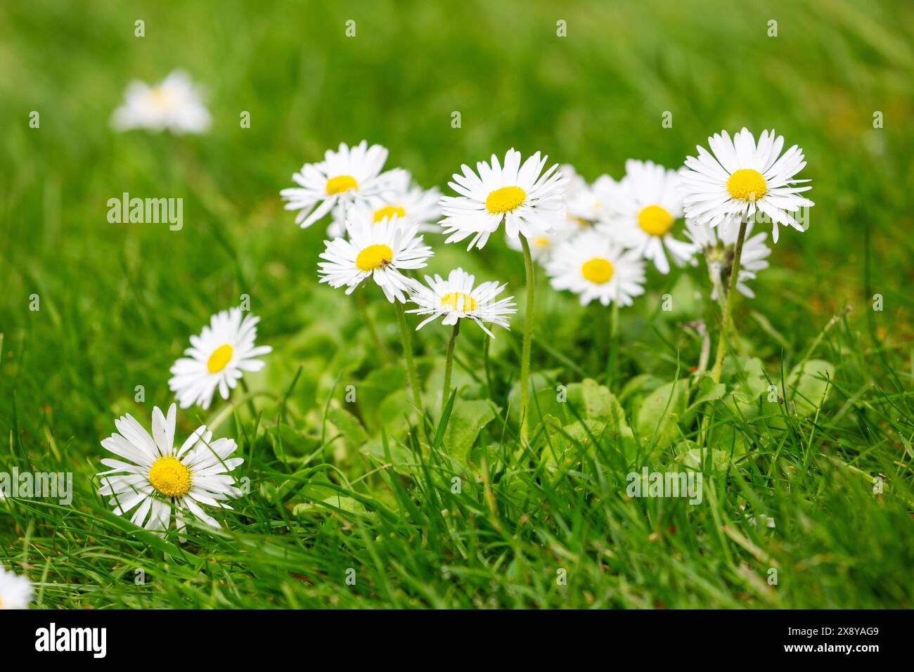 Bellis perennis la margherita che cresce nell'erba Foto Stock
