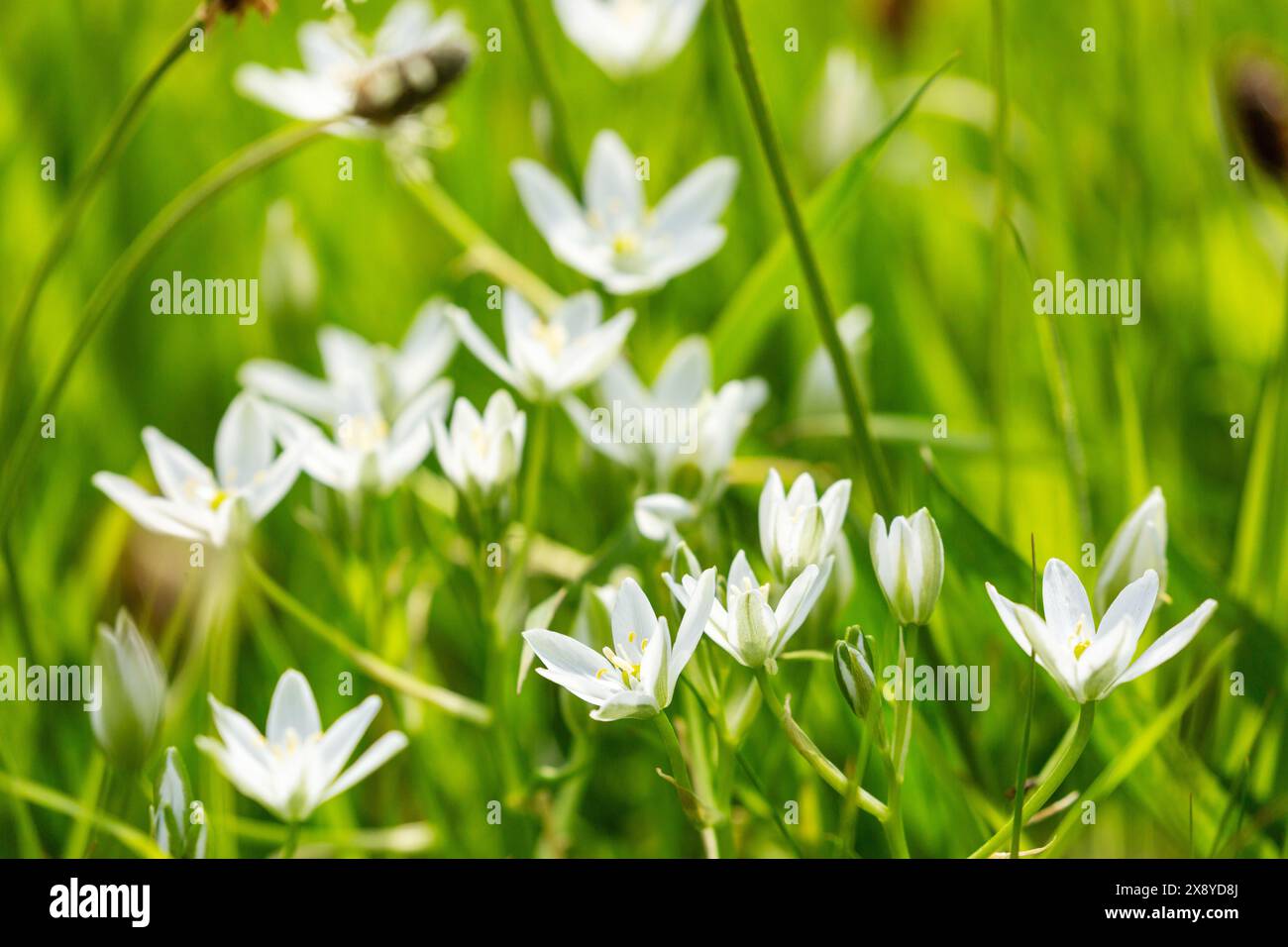 Il fiore della Stella di Betlemme (Ornithogalum umbellatum) è un fiore perenne Foto Stock