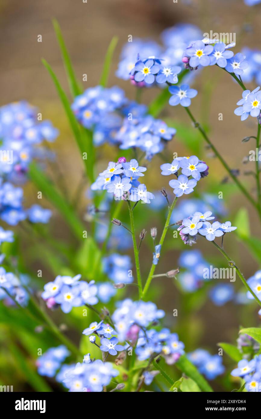 Primo piano di fiori Forget-me-Not (Myosotis) Foto Stock
