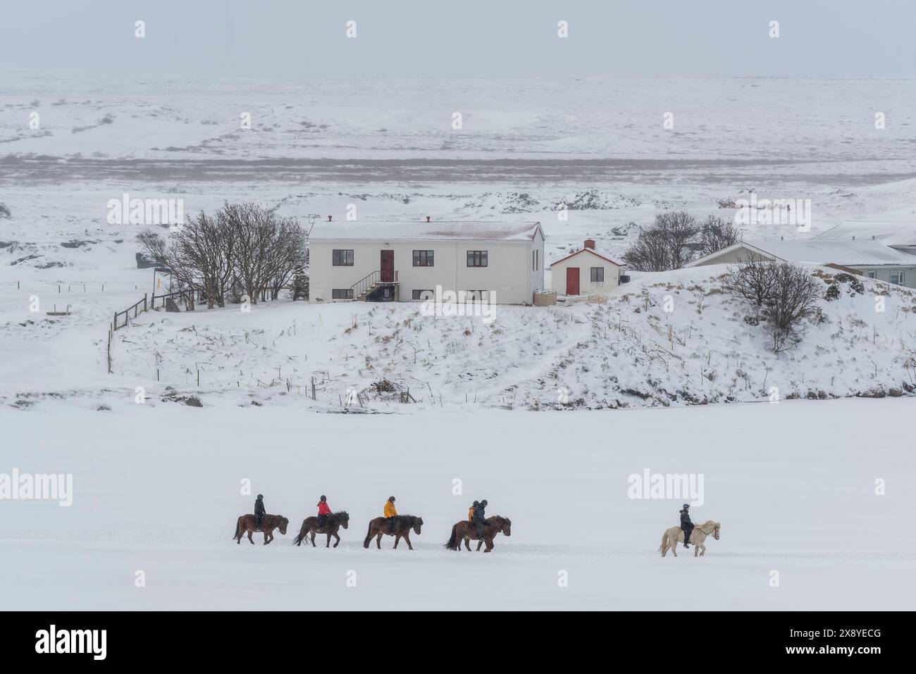 Islanda, regione nord-orientale, cavalli islandesi e cavalieri sul lago ghiacciato Myvatn Foto Stock