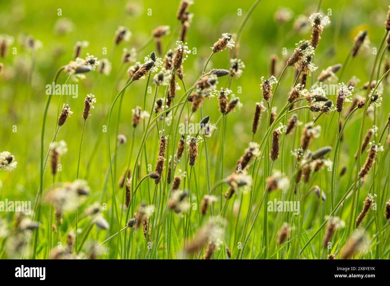 Plantago lanceolata è un'erbaccia comune è conosciuta con i nomi comuni piantagione Ribwort, piantagione narrowleaf, piantagione inglese Foto Stock