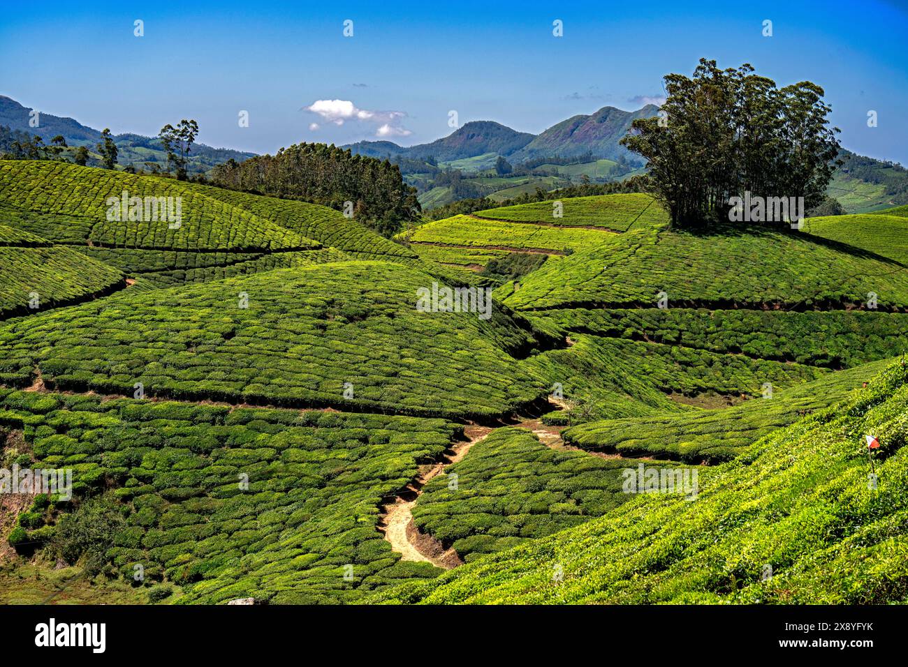 India, Kerala, Munnar, catena montuosa dei Ghati occidentali, tenute del tè Foto Stock