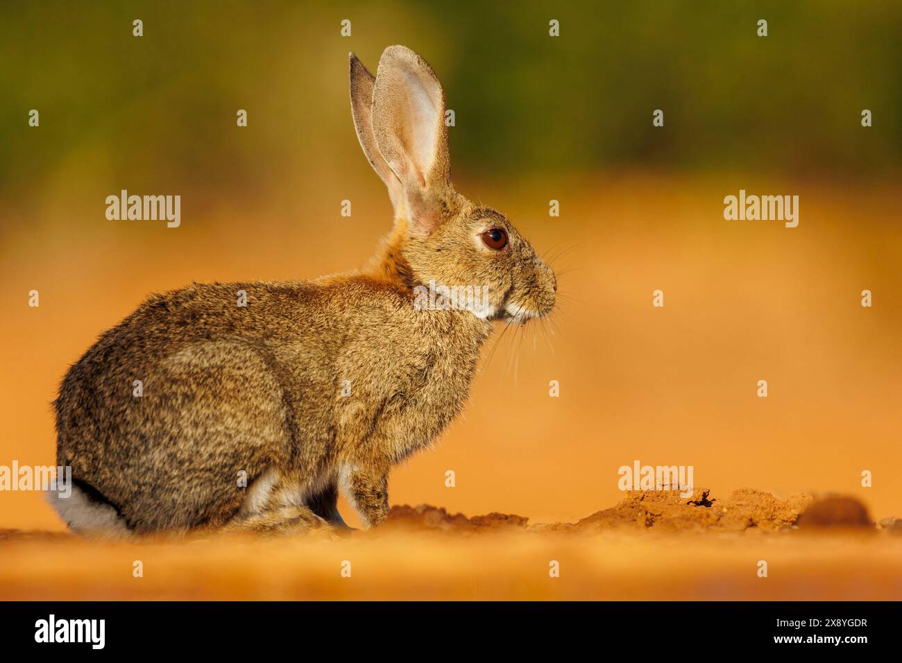 Spagna, provincia di Castilla-la Mancha, proprietà privata, coniglio europeo (Oryctolagus cuniculus) o coney (Oryctolagus cuniculus) Foto Stock