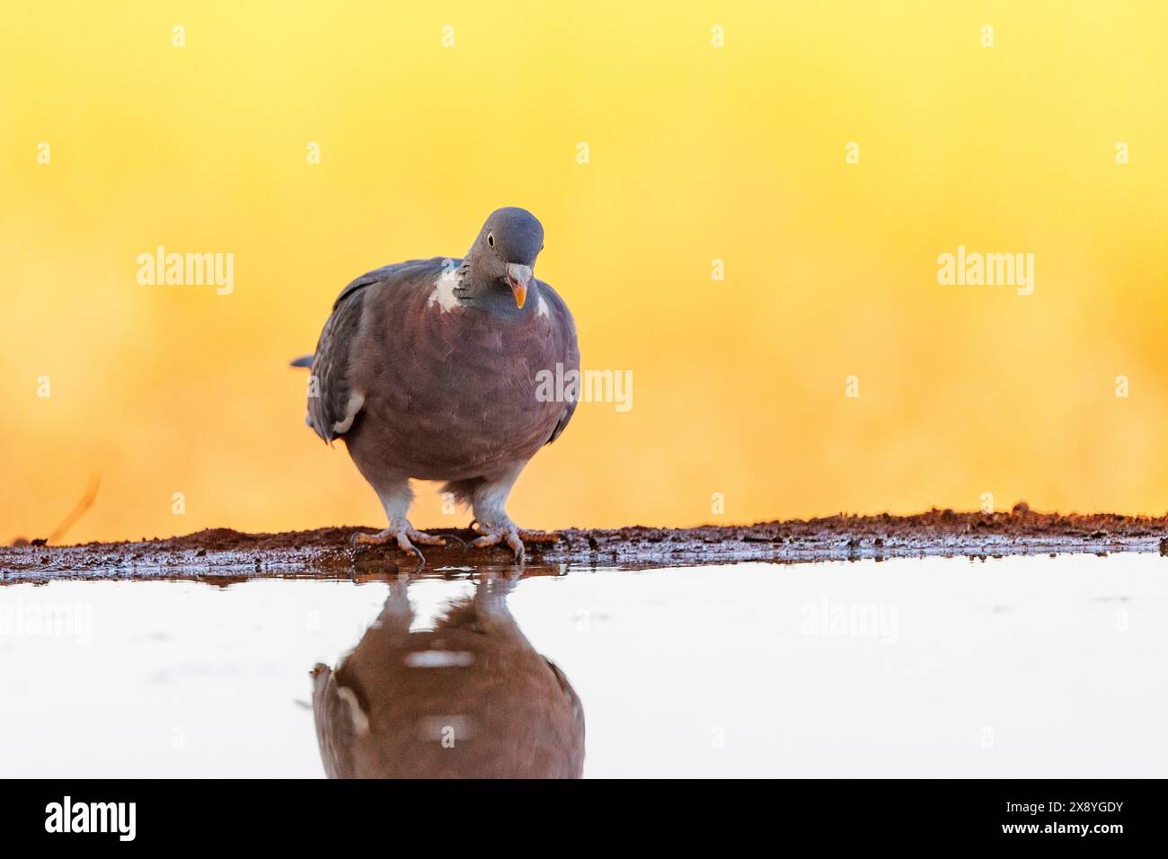 Spagna, Castilla, Penalajo, piccione di legno comune o piccione comune (Columba palumbus), a terra, bevendo in un pozzo d'acqua Foto Stock